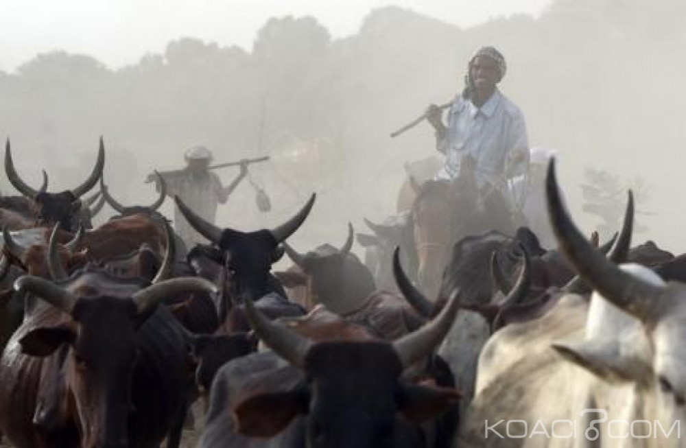 Nigeria: Des éleveurs peuls lynchés à  mort dans le centre