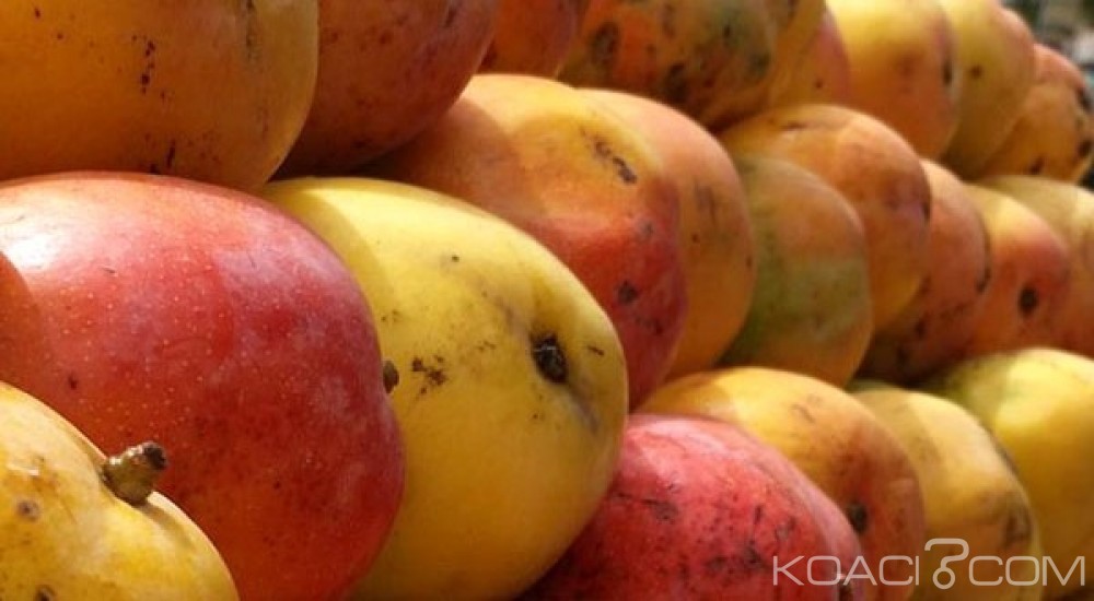 Côte d'Ivoire: Filière mangue, les exportations grimpent pour atteindre 32600 T, soit un bond de 43%