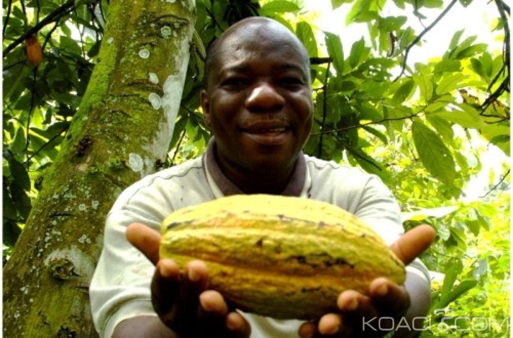 Côte d'Ivoire: Le Conseil Café-Cacao suspend la vente de l'or brun sur le marché international