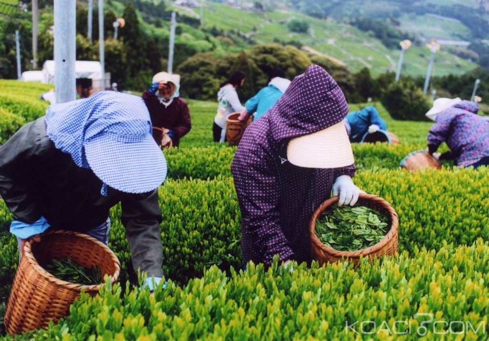Gabon: La Marocaine des Thés envisage de faire du Gabon sa base de développement en Afrique