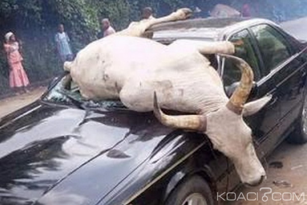 Nigeria: Une vache en course, «atterrit» dans une voiture à  Aba