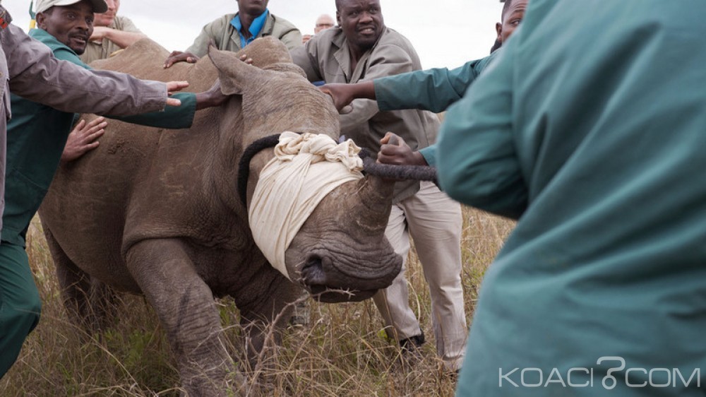 Afrique du Sud:  Un chinois arrêté avec 43 cornes de rhinocéros à  l'aéroport