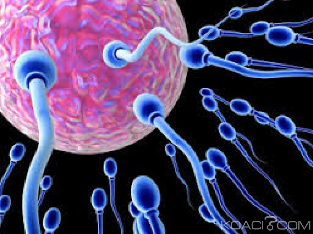 Koacinaute: Fertilité: ces aliments qui améliorent la qualité du sperme.