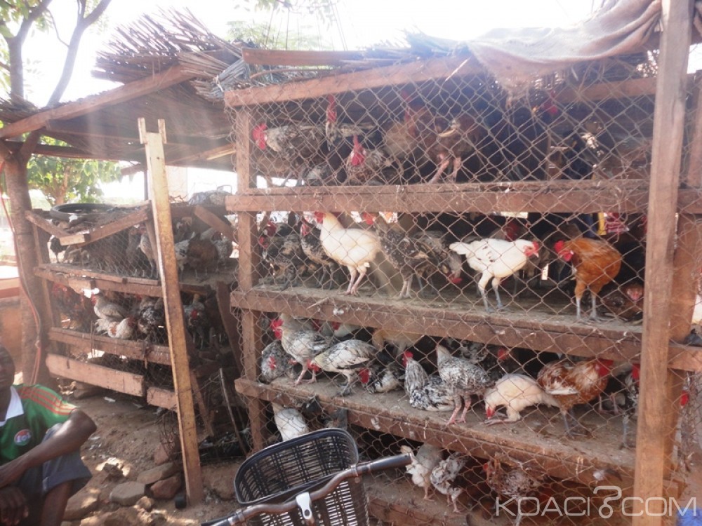 Côte d'Ivoire: La vente de volailles vivantes aux abords des grandes voies, et carrefour est interdite