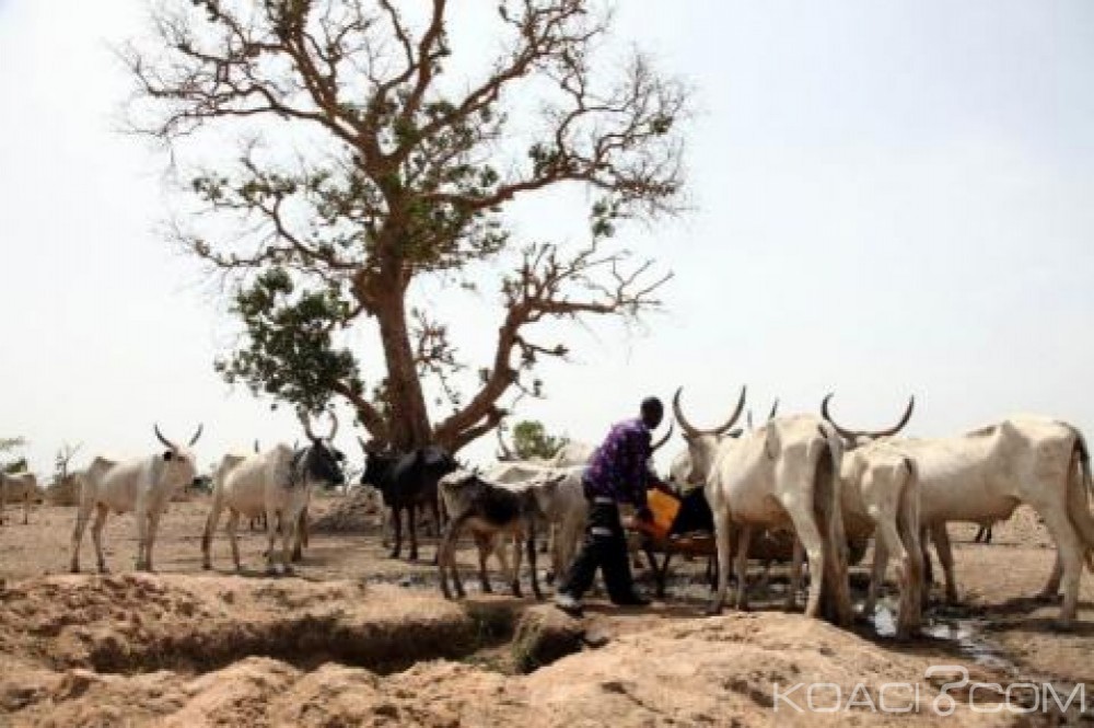 Nigeria: Six villageois abattus par des éleveurs nomades dans le centre