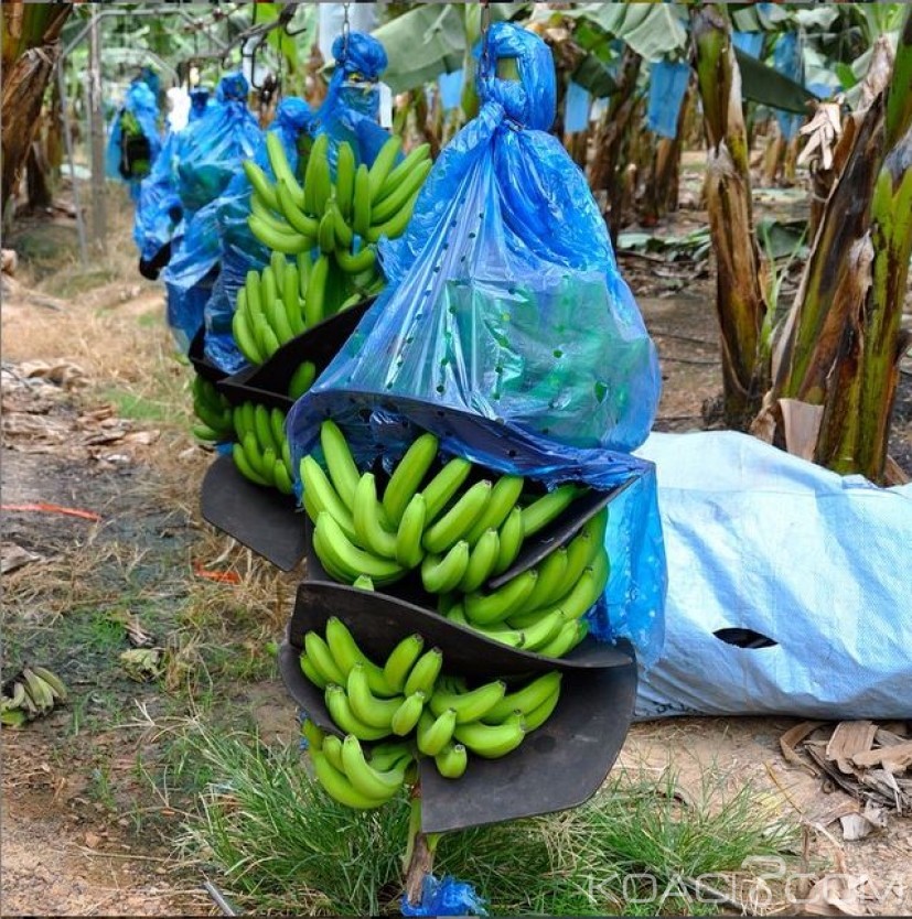 Côte d'Ivoire: Le Gouvernement doute de la fiabilité des agro-business et appelle les populations à  la vigilance