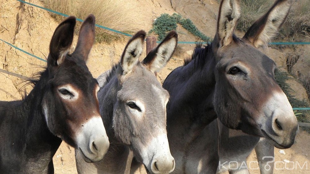 Afrique du Sud:  Des à¢nes victimes de trafic pour leurs prétendues vertus «anti-vieillissement» en Chine