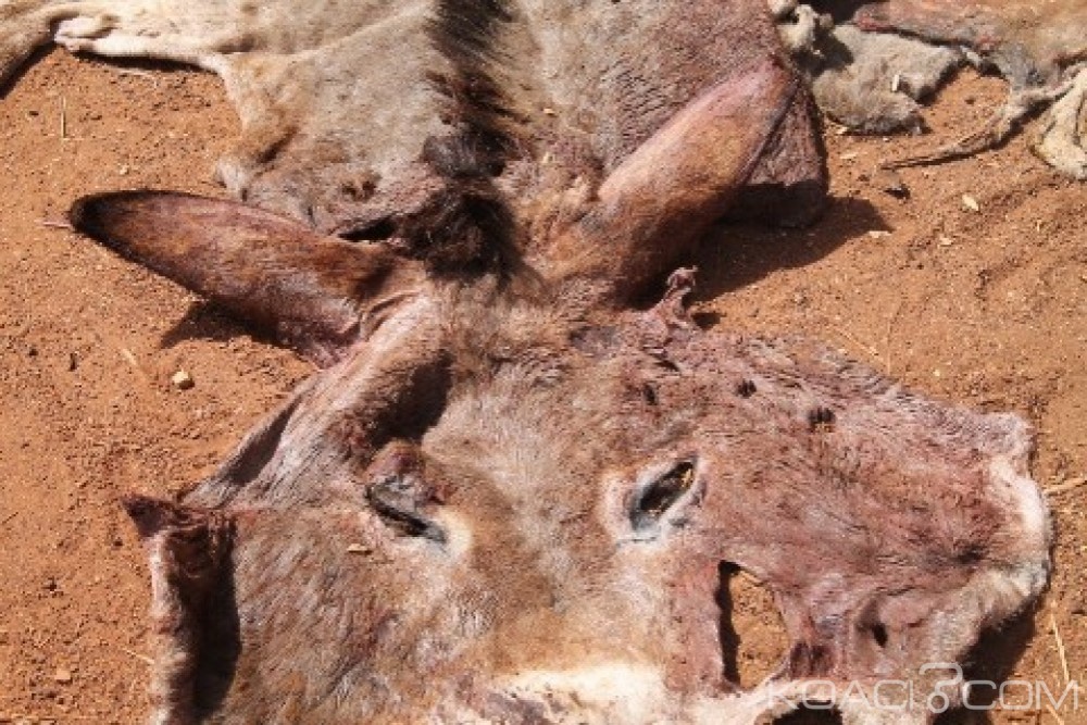 Burkina Faso: Près de 900 peaux d'à¢nes à  Dédougou