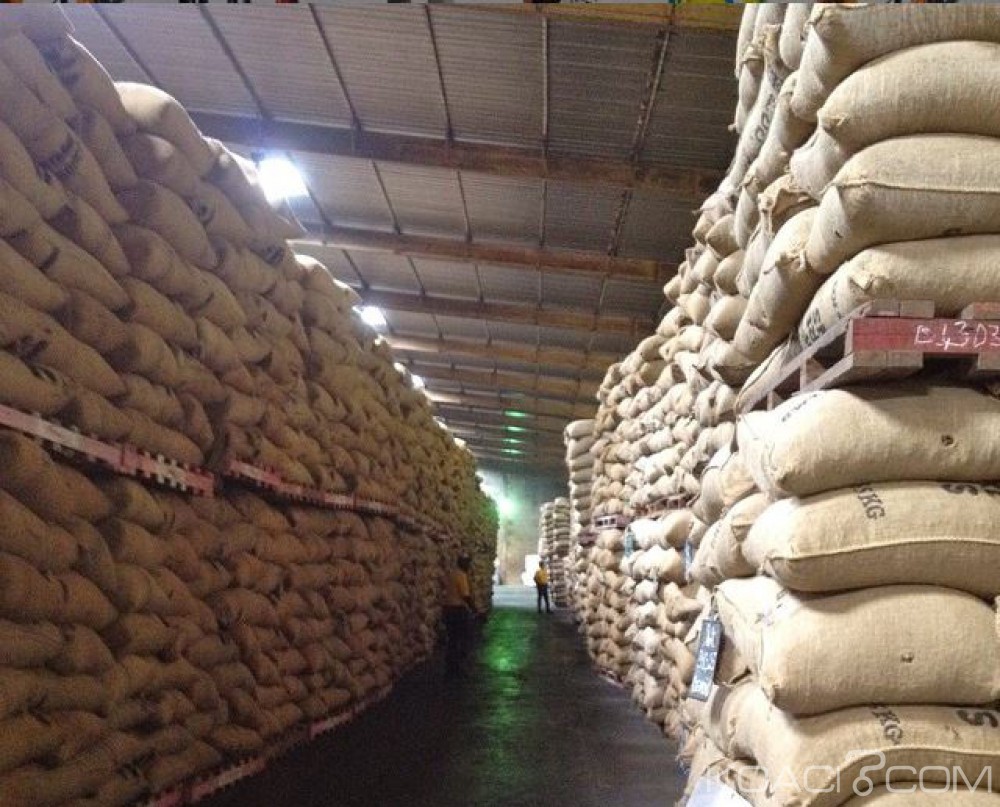 Côte d'Ivoire: L'achat du cacao «interrompu» dans une localité du sud-ouest, le grand désarroi des paysans