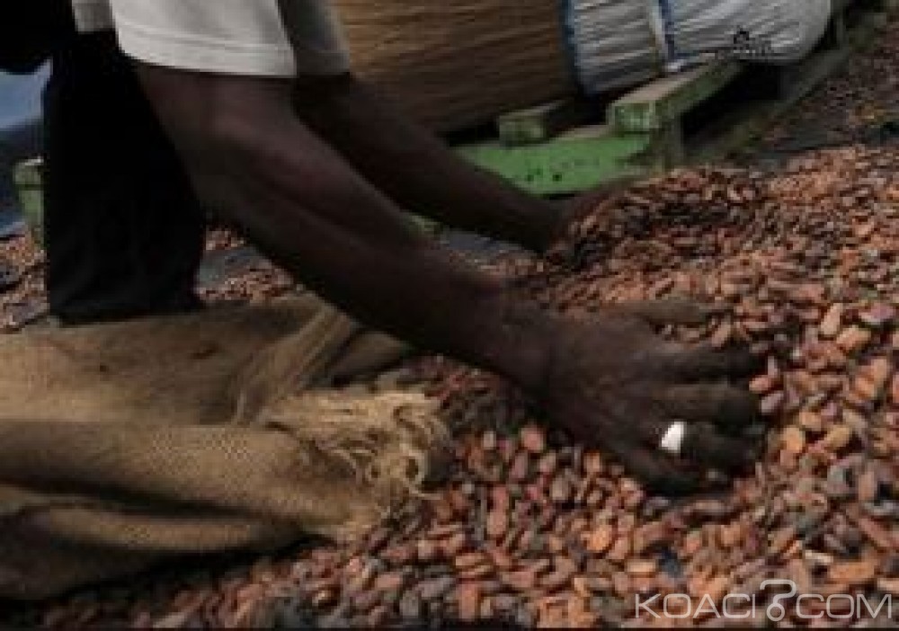 Côte d'Ivoire: Blocage des achats bord champ depuis novembre, inquiétude des producteurs de Cacao