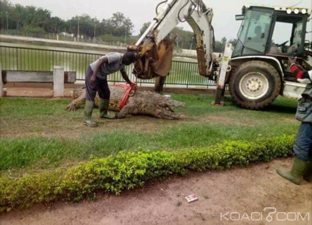 Côte d'Ivoire: Yamoussoukro, un caïman du « Vieux » retrouvé mort dans le lac