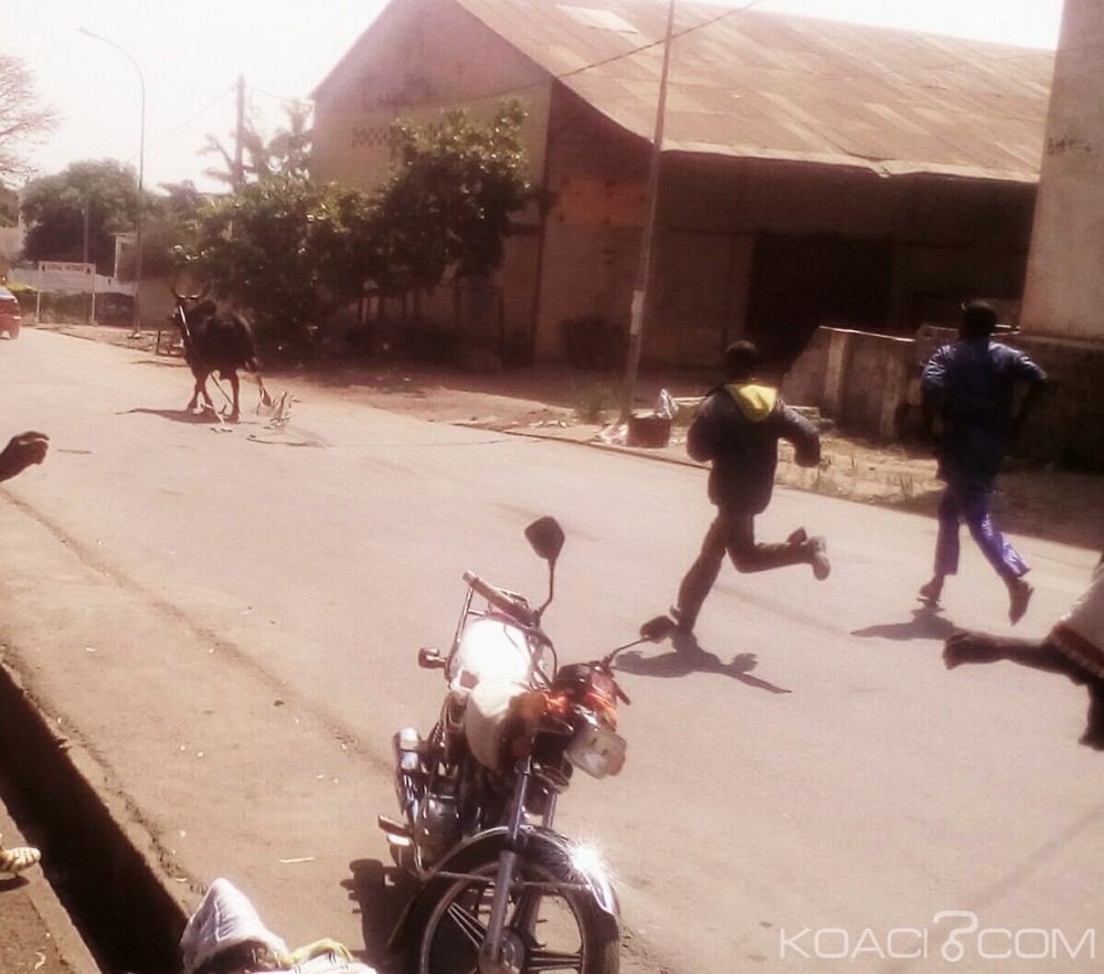 Côte d'Ivoire:  Bouaké, un bœuf sème la  panique en pleine ville