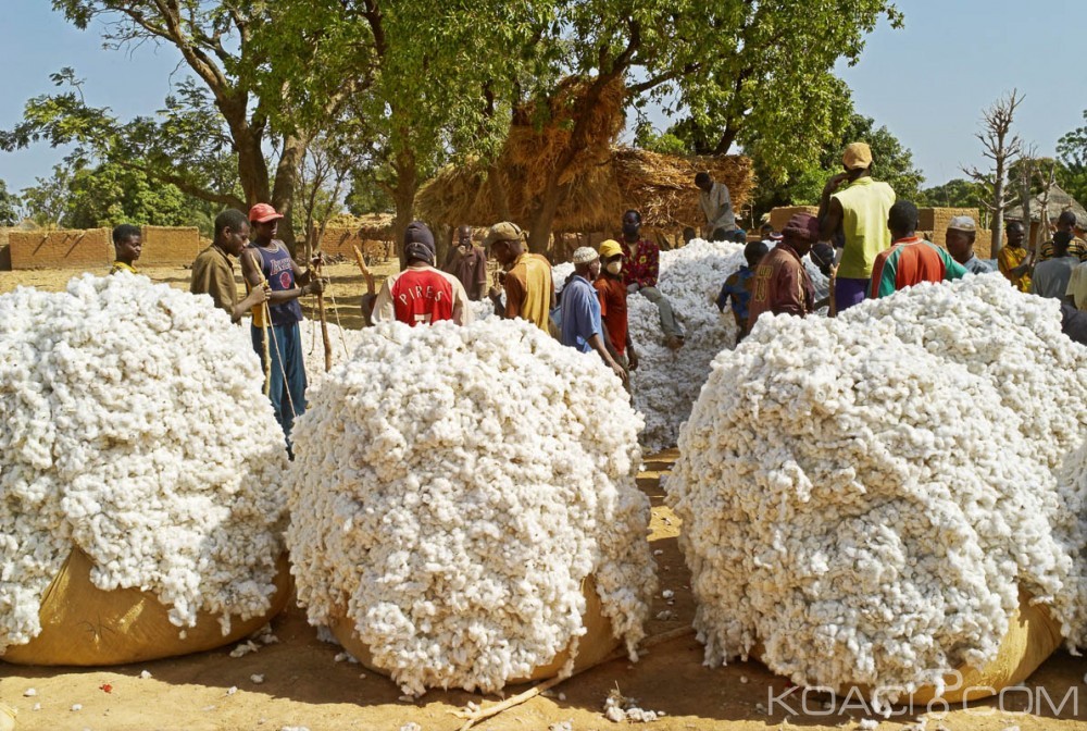 Côte d'Ivoire: La Fédération des producteurs de coton met sur pied un fond de garantie de 1,8 milliards