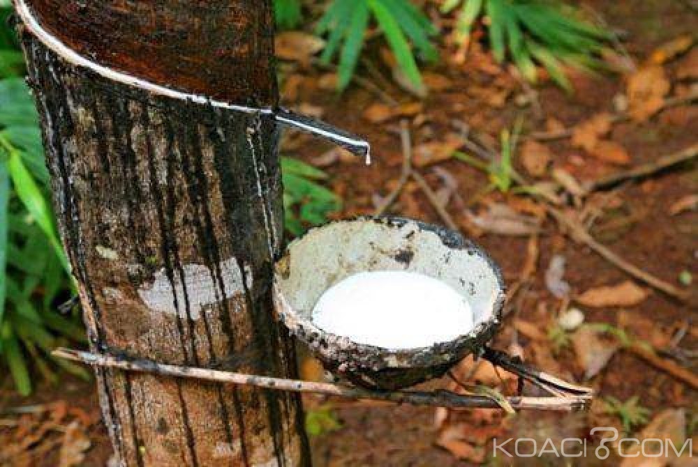 Côte d'Ivoire: Filière hévéa, la tache du nouveau PCA du FISH s'annonce difficile vue les nombreux acquis de son prédécesseur