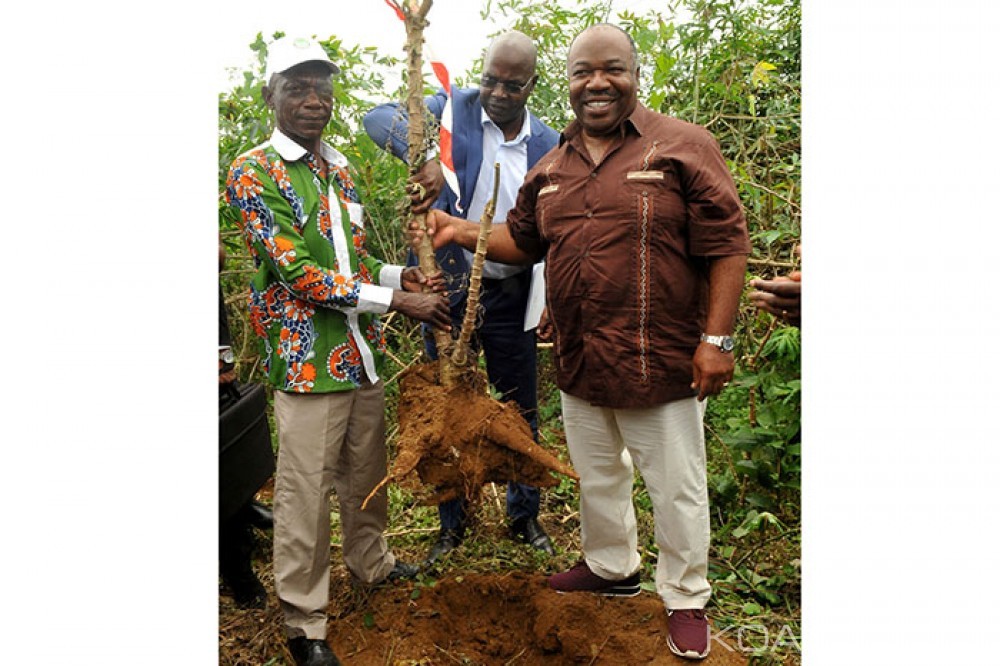 Gabon: Projet Graine, Ali Bongo récolte fièrement son premier manioc à  Makokou