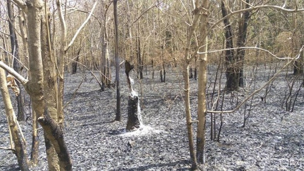 Burkina Faso: Une forêt classée ravagée par un incendie à  Bobo Dioulasso