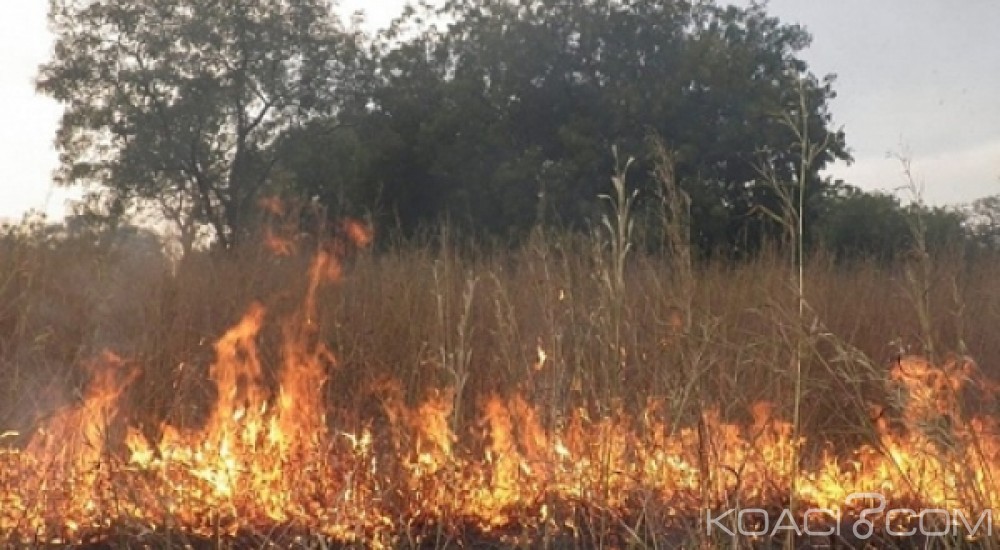Côte d'Ivoire: Les feux de brousse ont fait 17 morts et perdre 204 milliards de FCFA en 2016