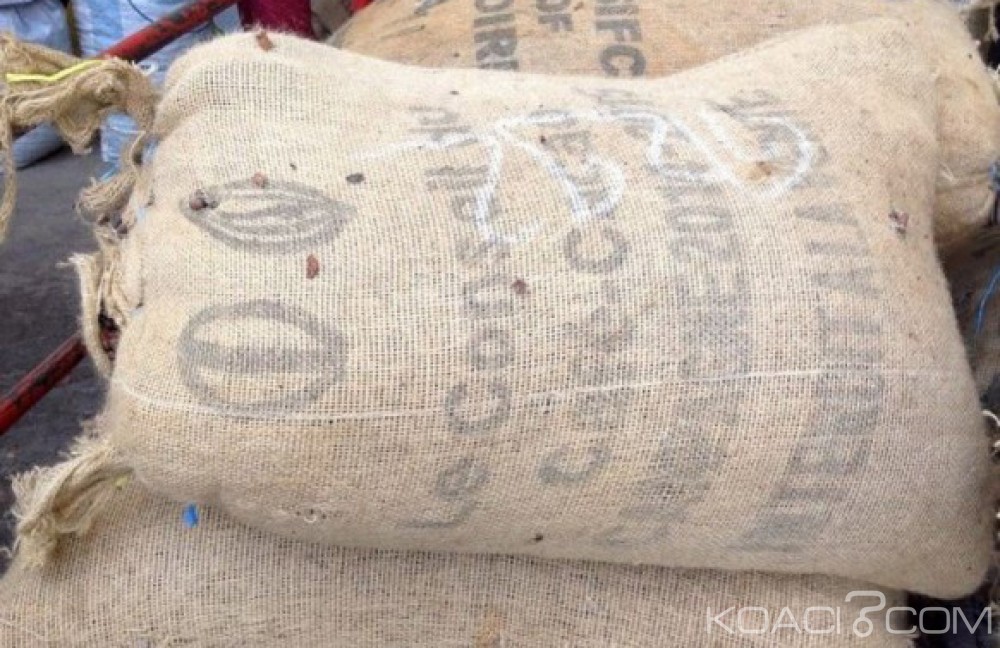 Côte d'Ivoire: Commercialisation du cacao, le Gouvernement note des «évolutions favorables»