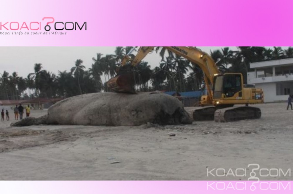 Côte d'Ivoire: Une baleine de 12m de long échoue dans un village à  Bonoua