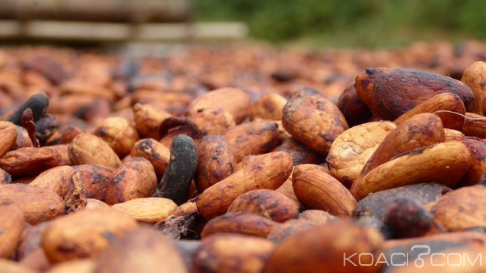 Côte d'Ivoire: Commercialisation du Cacao, le Gouvernement annonce une déclaration dans les prochaines heures en vue de rassurer les producteurs