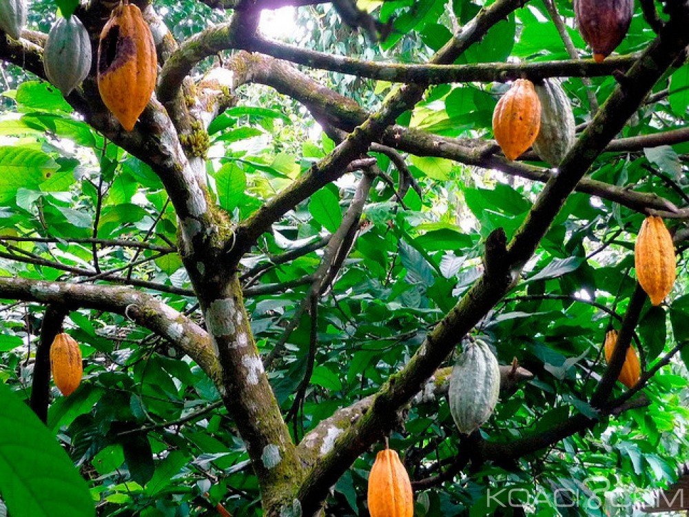 Côte d'Ivoire: Filière cacao, les raisons de l'arrestation de l'acheteur de produits Ali Darwiche