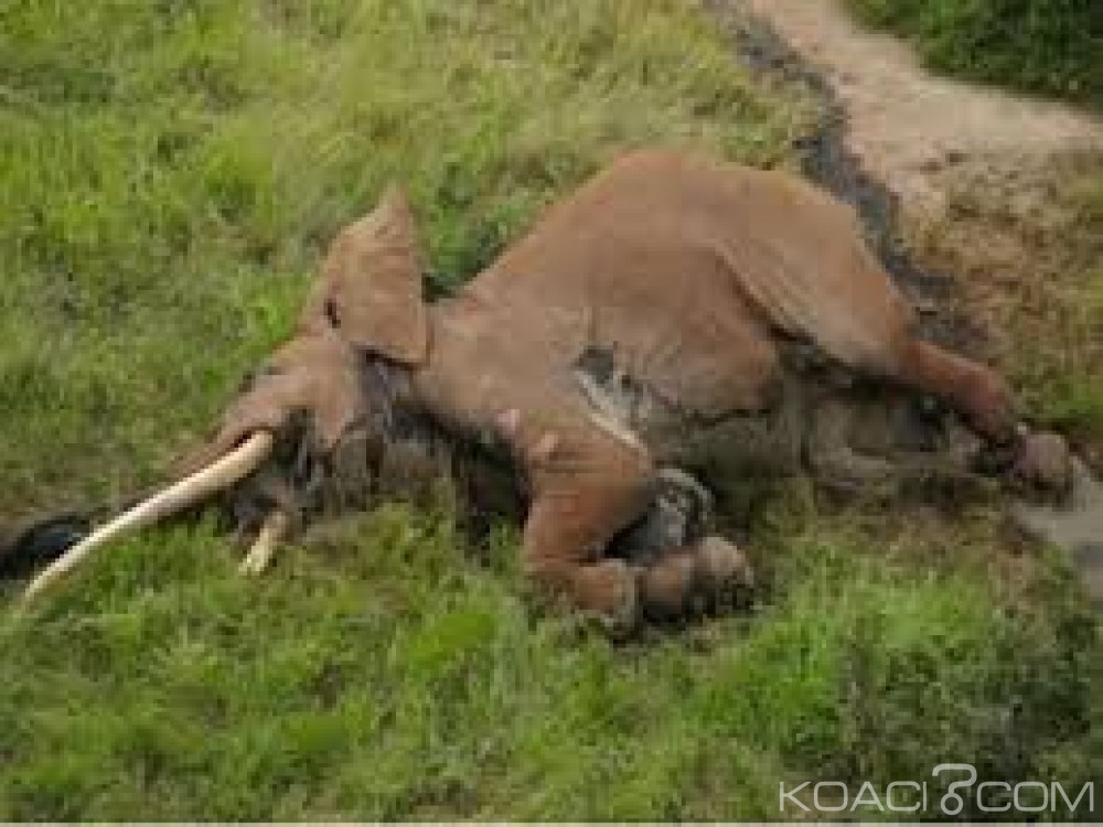 Kenya:  L'un des plus vieux éléphants du pays  a été tué