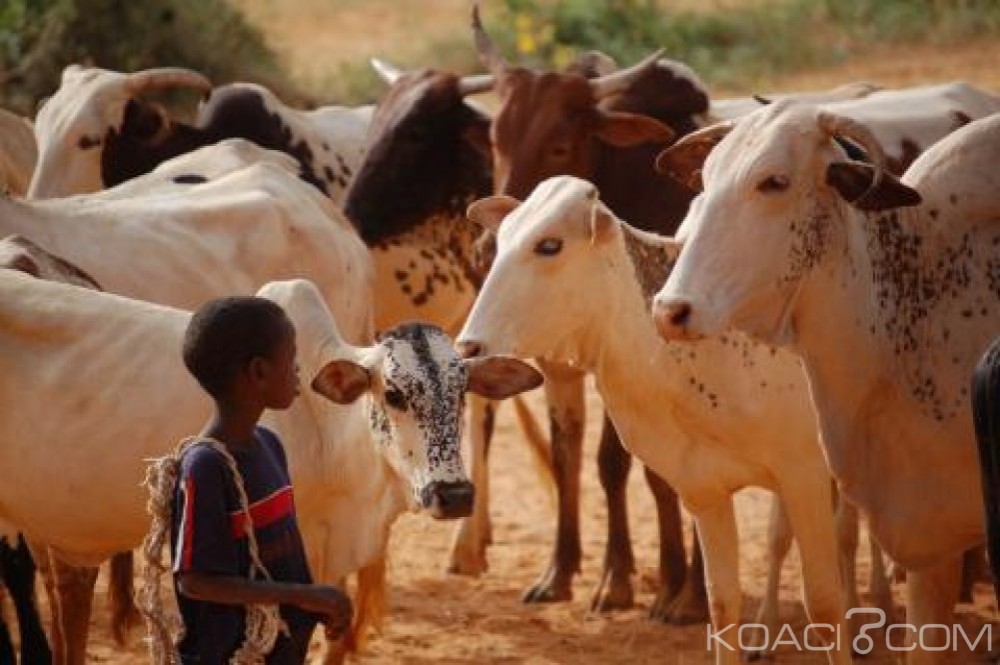 Niger: Des dizaines d' écoles fermées à  cause de la sécheresse