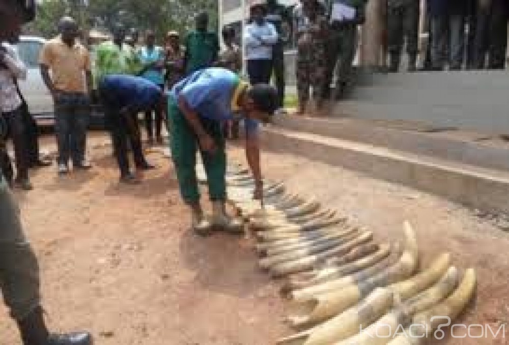 Cameroun: 160 pointes d'ivoire saisies entre les mains des trafiquants à  l'Est