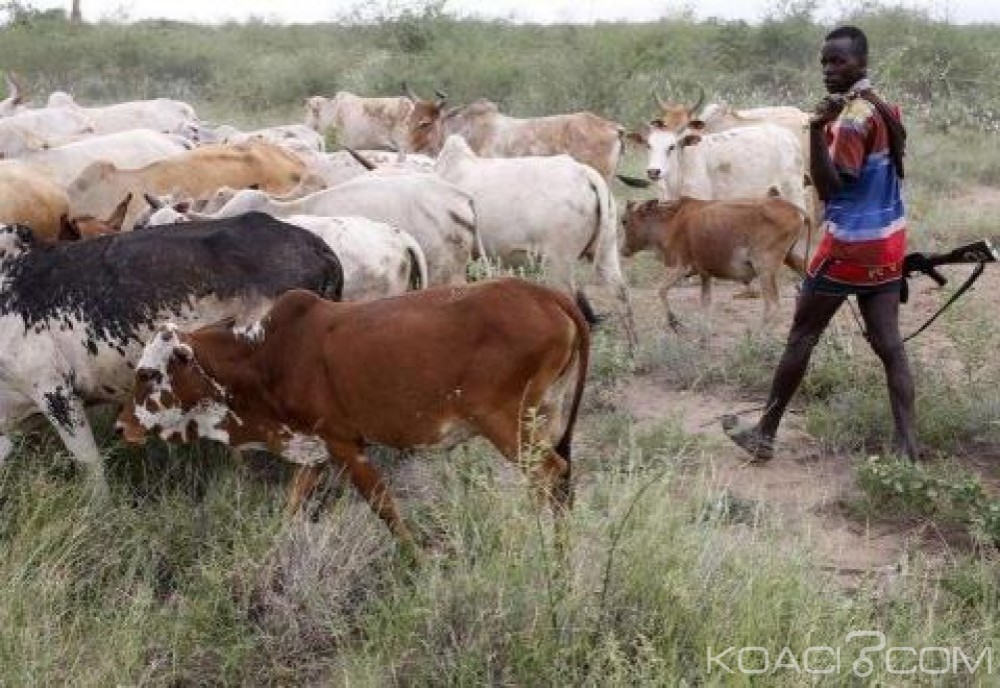 Kenya:  Des éleveurs s'affrontent dans le centre, 13 morts en deux jours