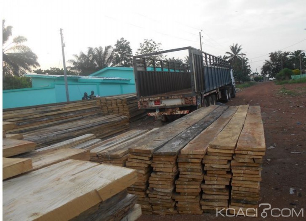 Côte d'Ivoire: Daloa, les  industriels du bois dénoncent la concurrence déloyale que leurs font les scieurs clandestins