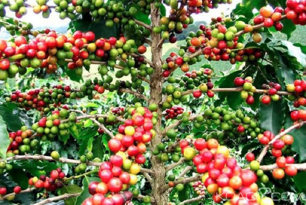 Côte d'Ivoire: Relance de la caféiculture, le CNRA met au point une variété de café qui produit à  partir de 12 mois