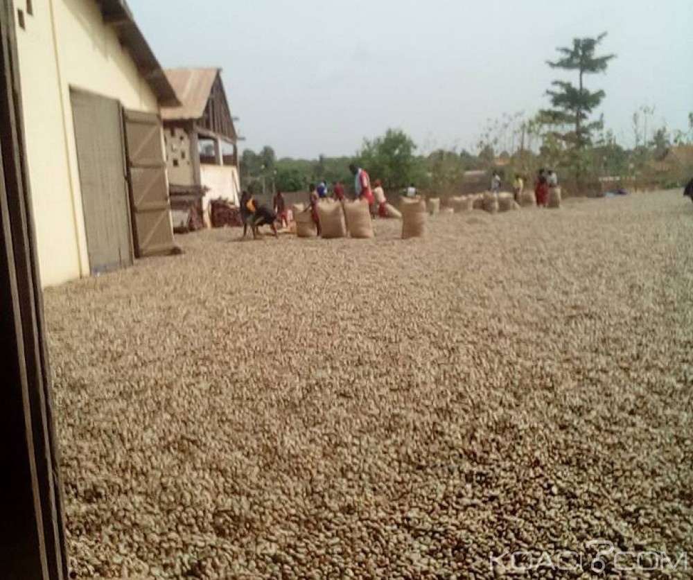 Côte d'Ivoire:  Kounahiri, la noix de cajou bloquée