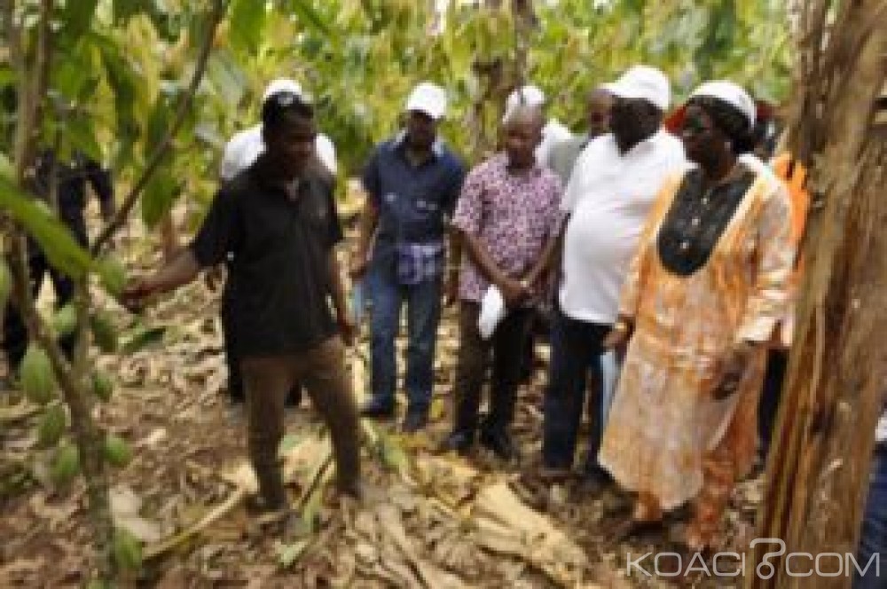 Côte d'Ivoire: Le Conseil café-cacao rassure les producteurs sur  leurs 60% du prix fixé à  Londres, et donne la principale  raison de la crise