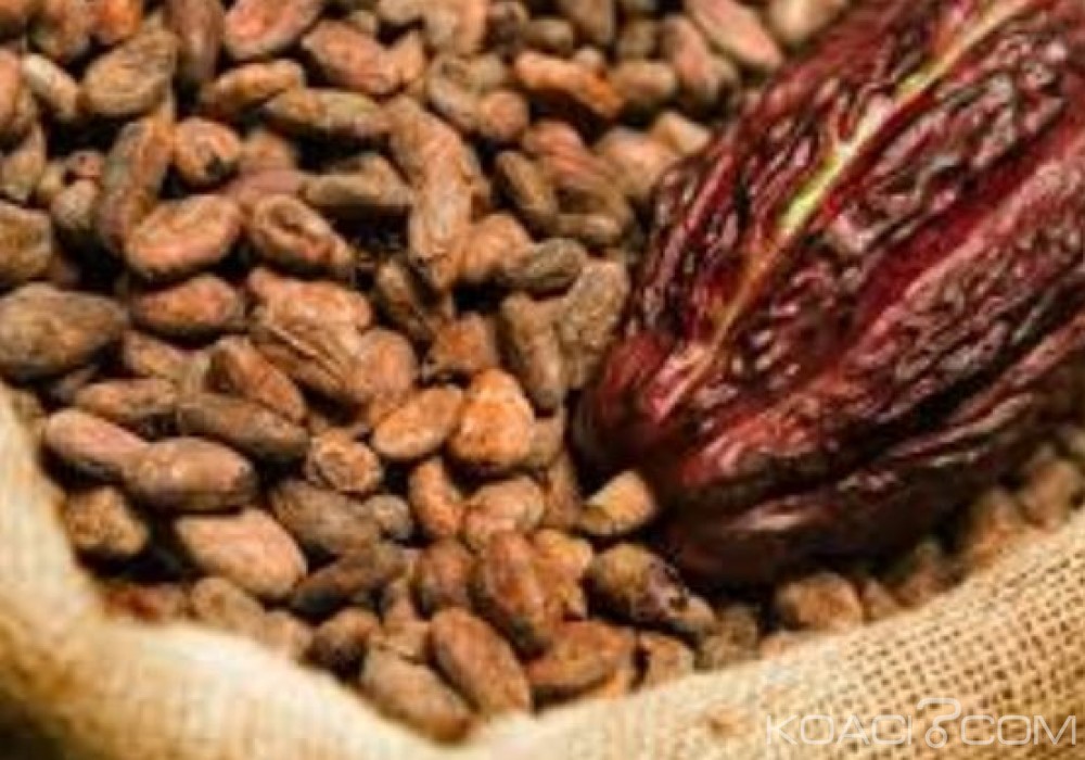 Côte d'Ivoire: Mévente du cacao, Abidjan estime que le niveau des exportations traduit une normalisation