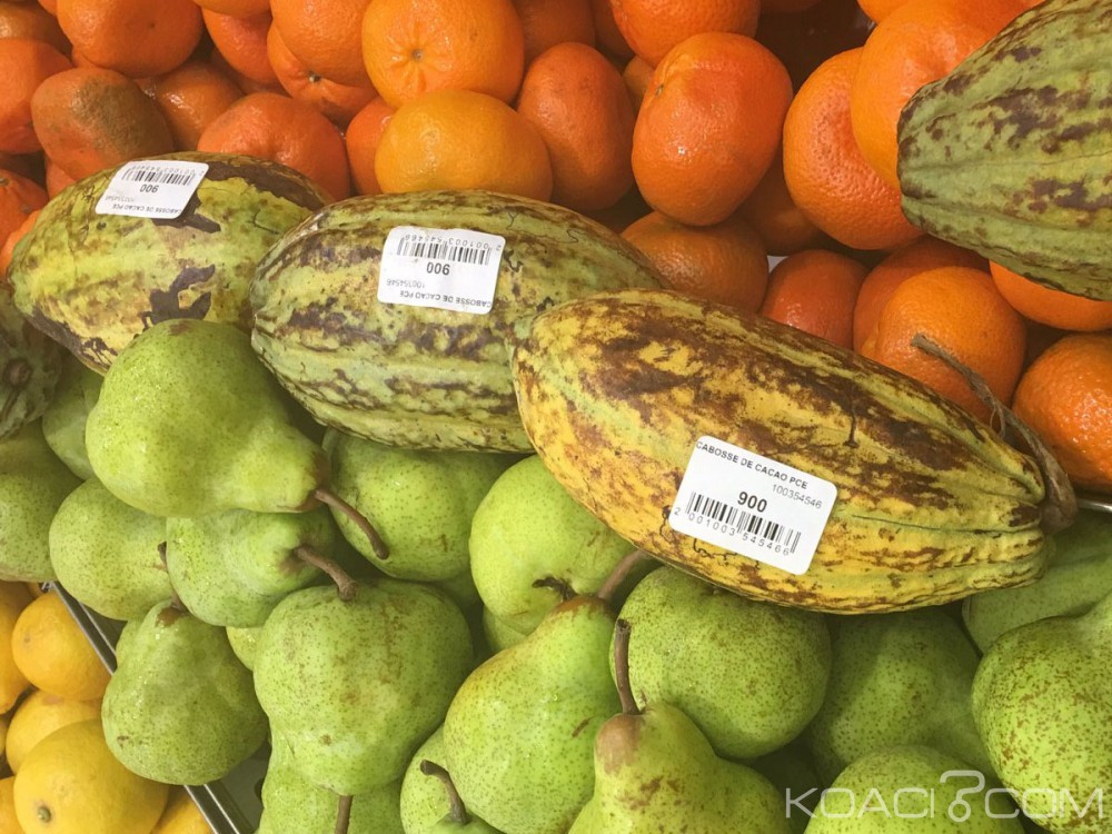 Côte d'Ivoire: Cacao, une baisse significative du  kilo qui passe à  700 FCFA pour la campagne intermédiaire