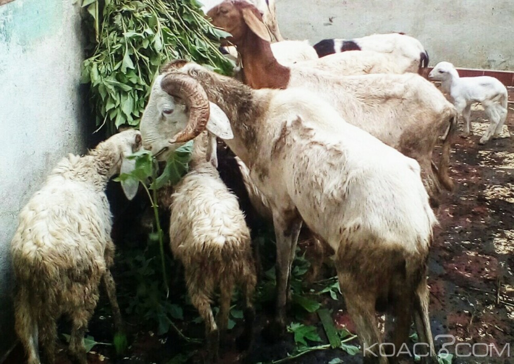 Côte d'Ivoire: Bouaké, le phénomène de vol de moutons prend de l'ampleur