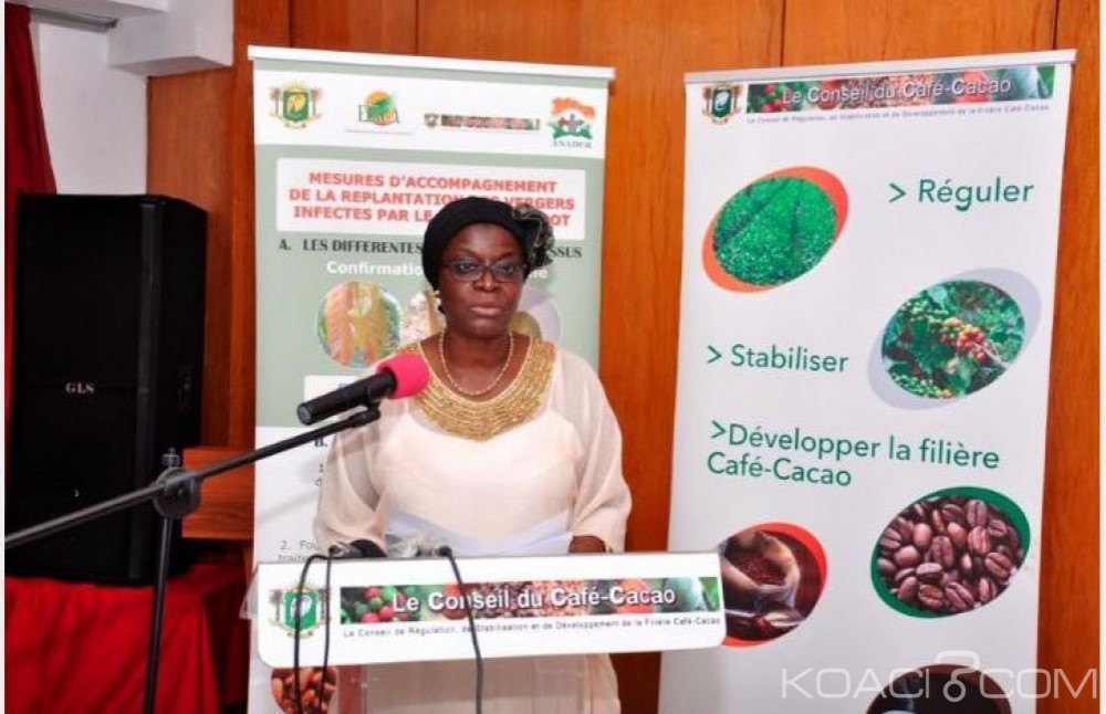 Côte d'Ivoire: Café-cacao, voici les dispositions prises pour la campagne intermédiaire