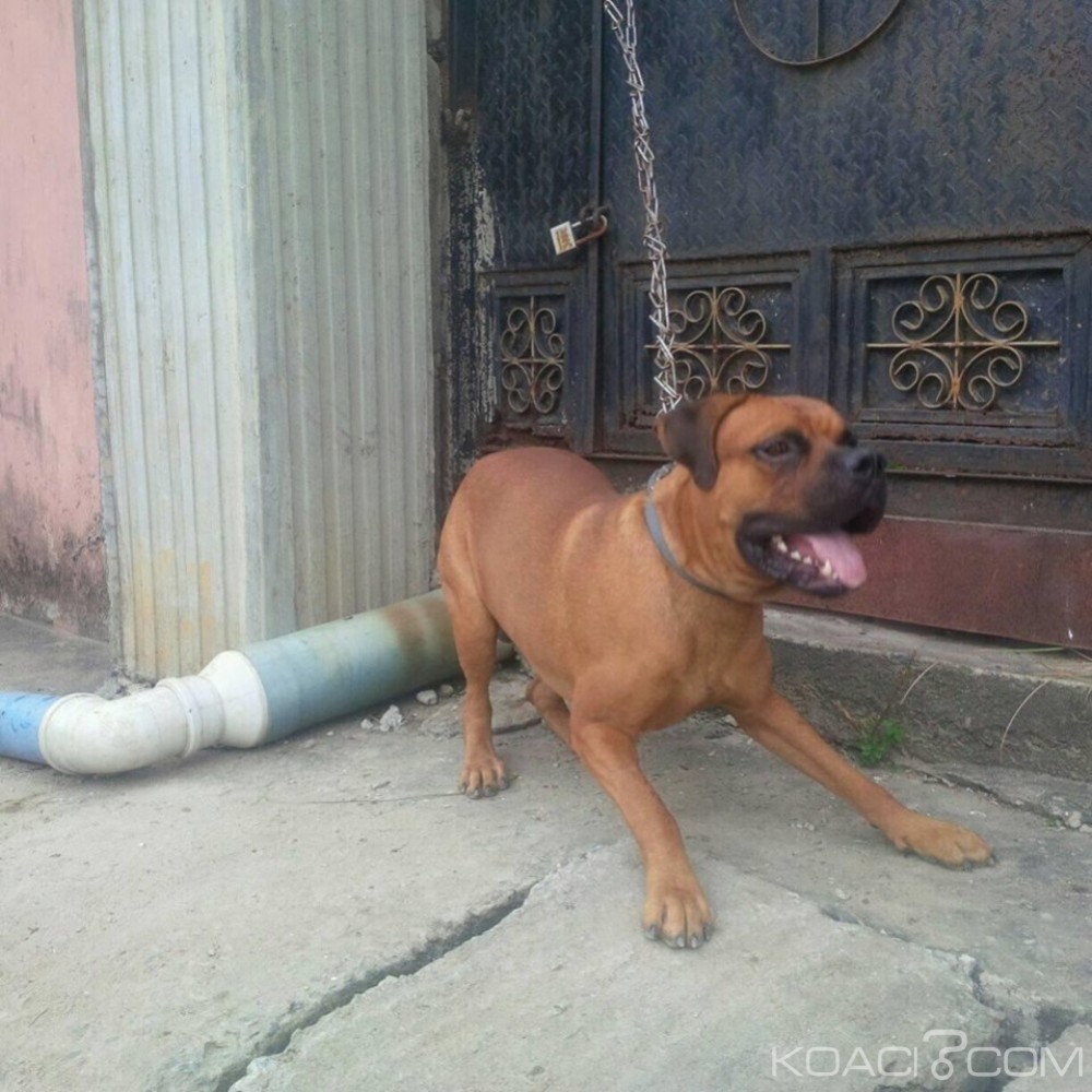 Nigeria:  Un chien déjoue une attaque suicide lors d'un mariage