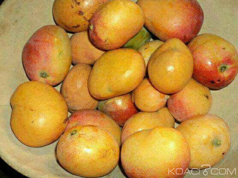 Côte d'Ivoire: Bientôt une usine de mangues séchées à  Korhogo