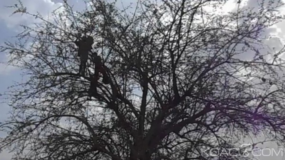 Soudan du Sud :  Poussés  à  se nourrir de feuilles pour survivre