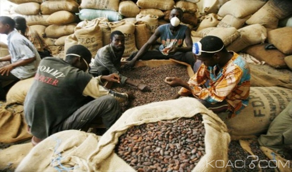Côte d'Ivoire: Campagne intermédiaire du cacao, les acheteurs véreux seront poursuivis en justice, prévient le conseil