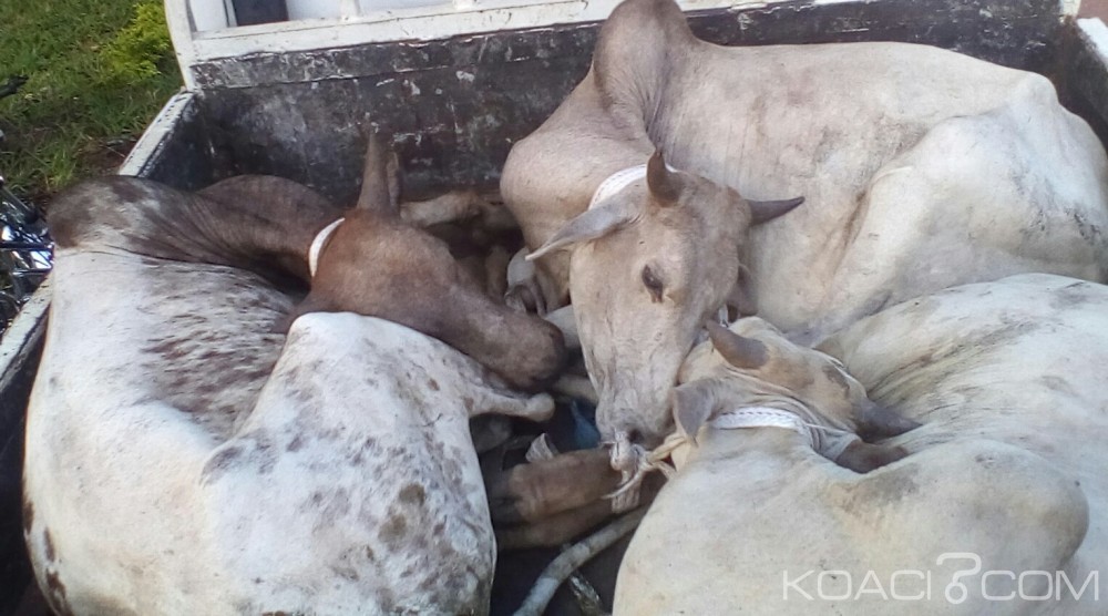 Côte d'Ivoire: Un cadre offre des bœufs  aux chrétiens et chefs de cantons