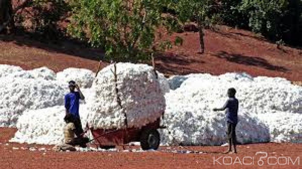Burkina Faso: 683 000 tonnes de coton produit en 2016