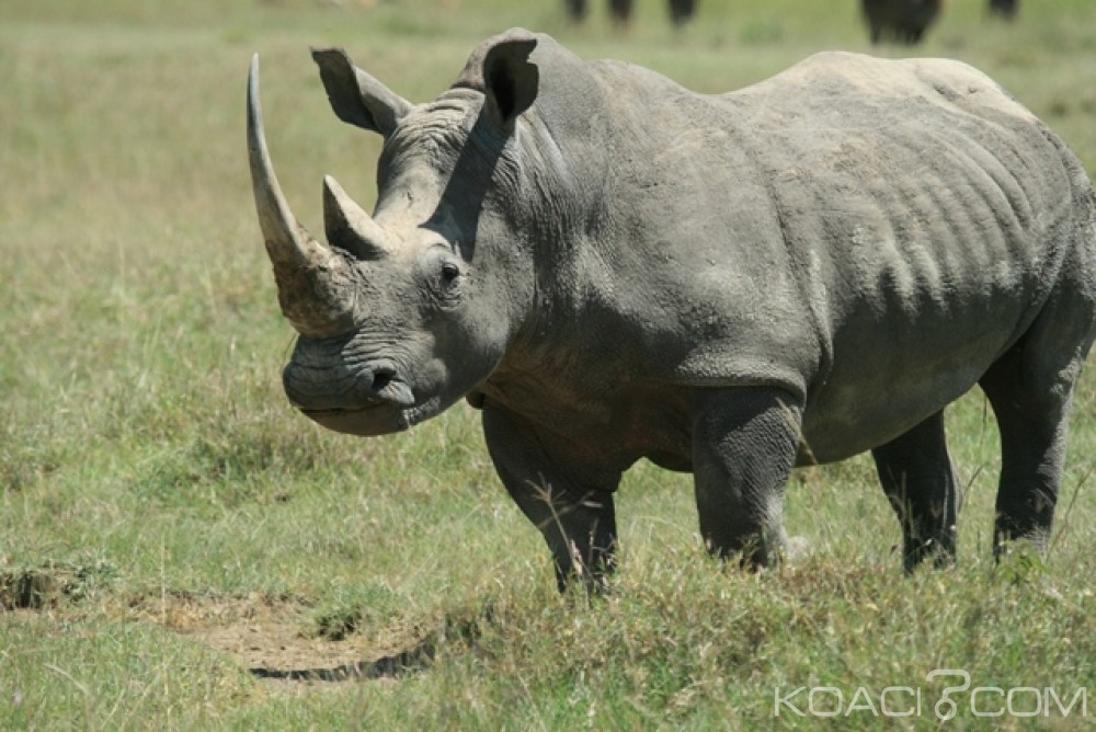 Côte d'Ivoire: 175 millions FCFA décaissés pour le transfèrement d'un rhinocéros qui perturbe depuis 4 ans  la quiétude des habitants de M'Batto