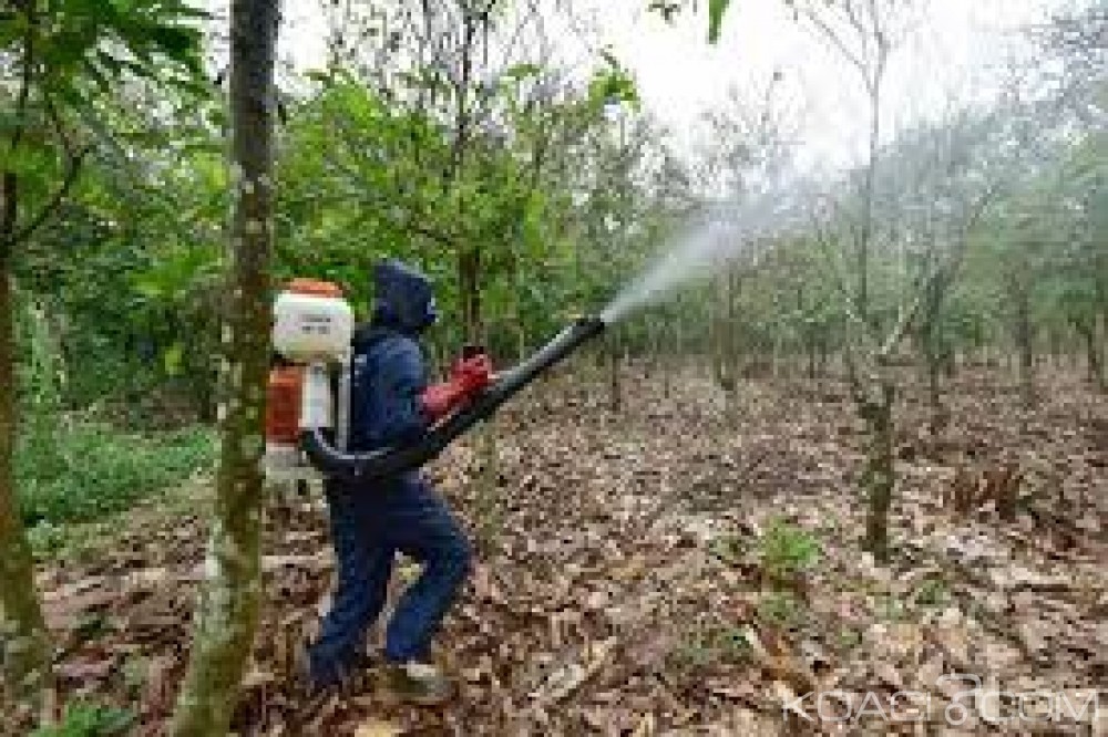 Côte d'Ivoire: 15 à  20 % de pesticides sur le marché sont frauduleux, selon la direction du DPVCQ