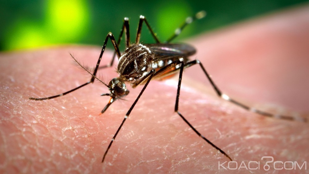 Côte d'Ivoire: Un cas de dengue de type 3 enregistré à  Abidjan, le Gouvernement annonce la démoustication des sites larvaires