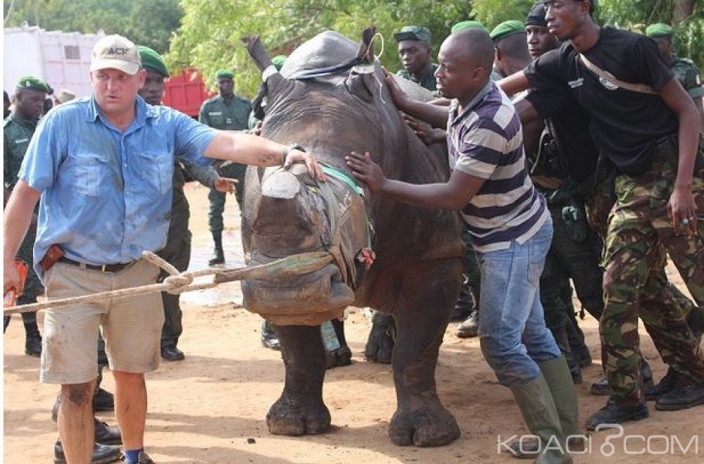 Côte d'Ivoire: Le rhinocéros qui semait la terreur au centre-est  transféré dans un parc sans ses cornes