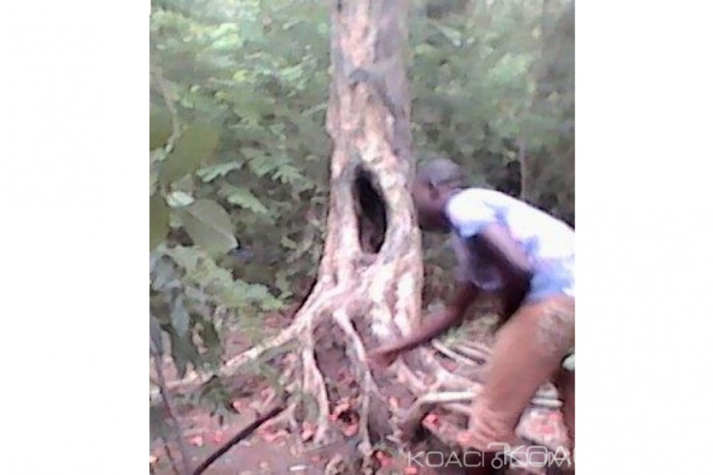 Côte d'Ivoire: Yamoussoukro, un arbre tombé il y a plusieurs années s'est miraculeusement relevé