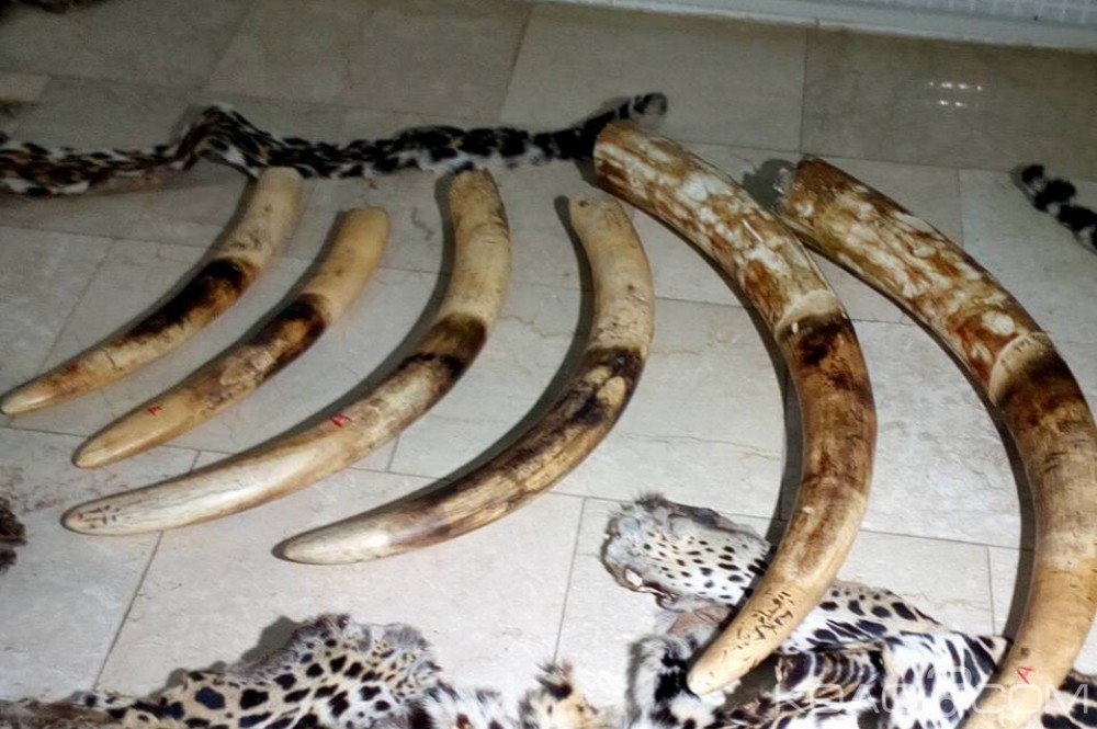 Côte d'Ivoire: Au lendemain d'une saisie, Abidjan annonce adhérer à  l'initiative pour la protection des éléphants