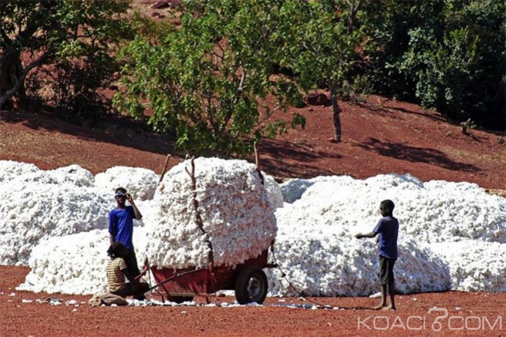 Burkina Faso: Hausse du prix du kg de coton